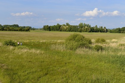 France, Bas Rhin, the Ried towards Herbsheim, the wet meadows