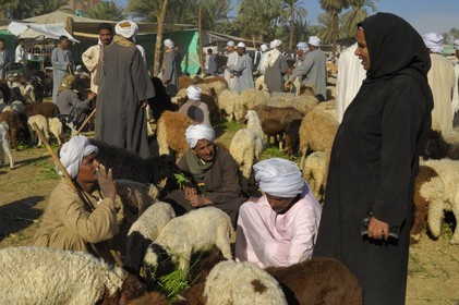 Egypte, Haute Egypte, Daraw au nord d'Assouan, marché aux animaux, vendeurs de moutons et de chèvres