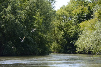 France, Bas Rhin, Ebersmunster and Muttersholtz region, the Ried, ducks taking their flight on the Ill river