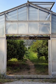 France, Var, La Londe les Maures, Domaine du Jasson, the citrus greenhouse