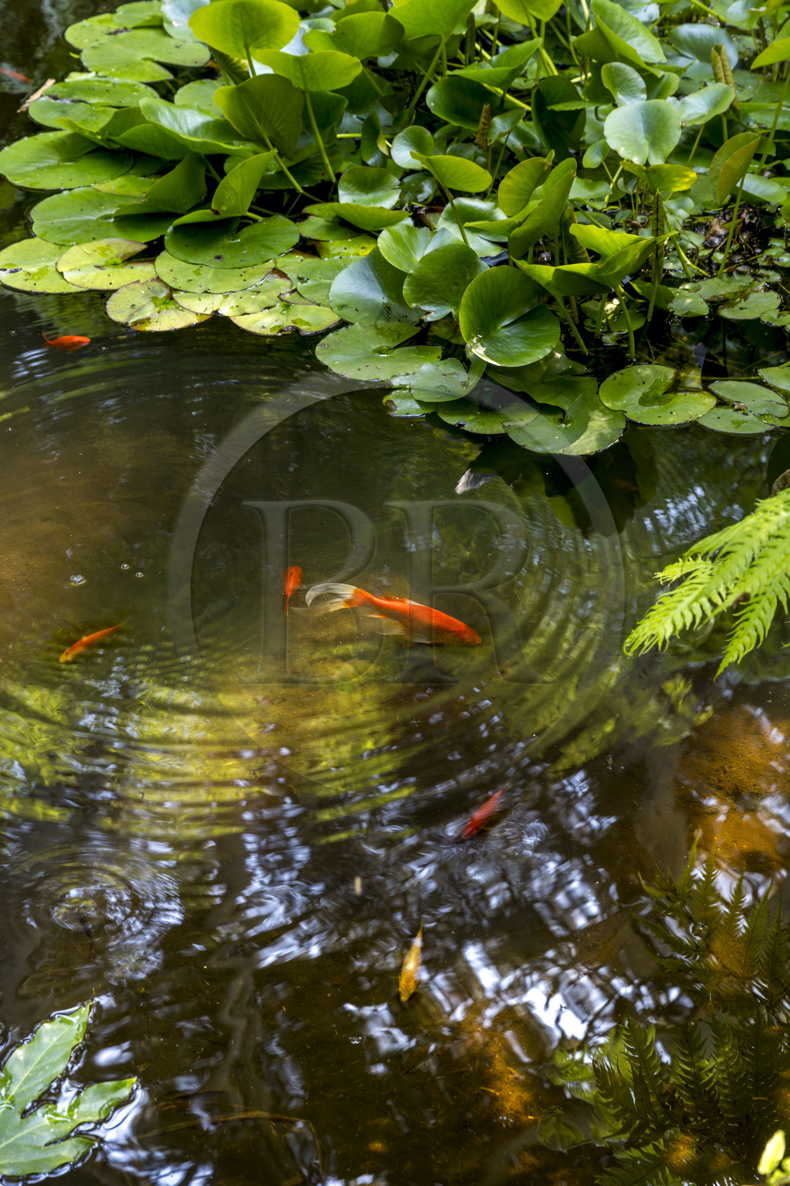 France, Finistère (29), Iles du Ponant, Ile de Batz, jardin Georges Delaselle ou jardin colonial, jardin exotique présentant une collection botanique provenant des cinq continents, poissons rouges dans l'étang