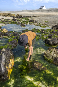 France, Finistère, Pays Bigouden (Bigouden country), Bay of Audierne, Plozevet, Lenny Gouedic co-creator of Begood Alg, harvesting wild edible algae (Ao Nori) on foot on the beach at low tide