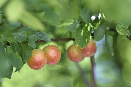 France, plum tree, plum
