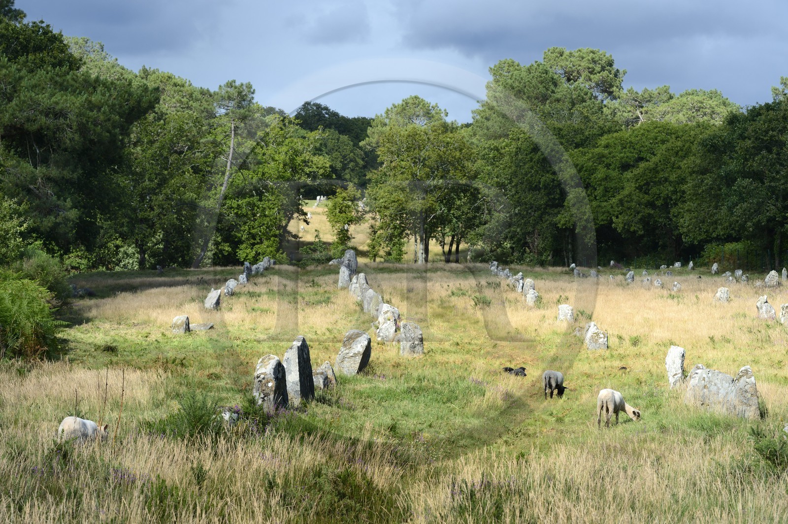 France, Morbihan, Carnac, row of megalithic standing stones at Kermario