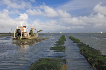 France, Charente-Maritime (17), le bassin Marrennes-Oléron au large de l'Ile d'Oléron, l'ostréiculteur André Massé dans un de ses parcs à huîtres