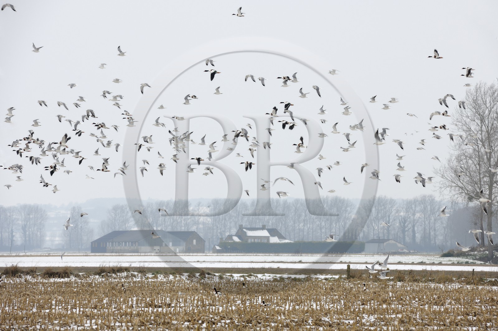 France, Ille-et-Vilaine (35), le polder du Mont-Saint-Michel, mouettes et canards