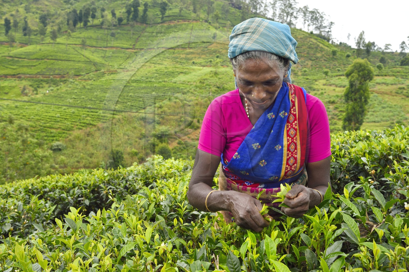 Sri Lanka, province du centre, Dalhousie, femme tamoul travaillant à la cueillette des feuilles dans une plantation de thé