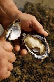 France, Charente-Maritime (17), le bassin Marrennes-Oléron au large de l'Ile d'Oléron, une huître tout juste sortie de mer