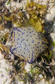 Tanzania, Zanzibar Archipelago, Unguja island (Zanzibar), southeast coast, Bwejuu, starfish on the coral reef at low tide