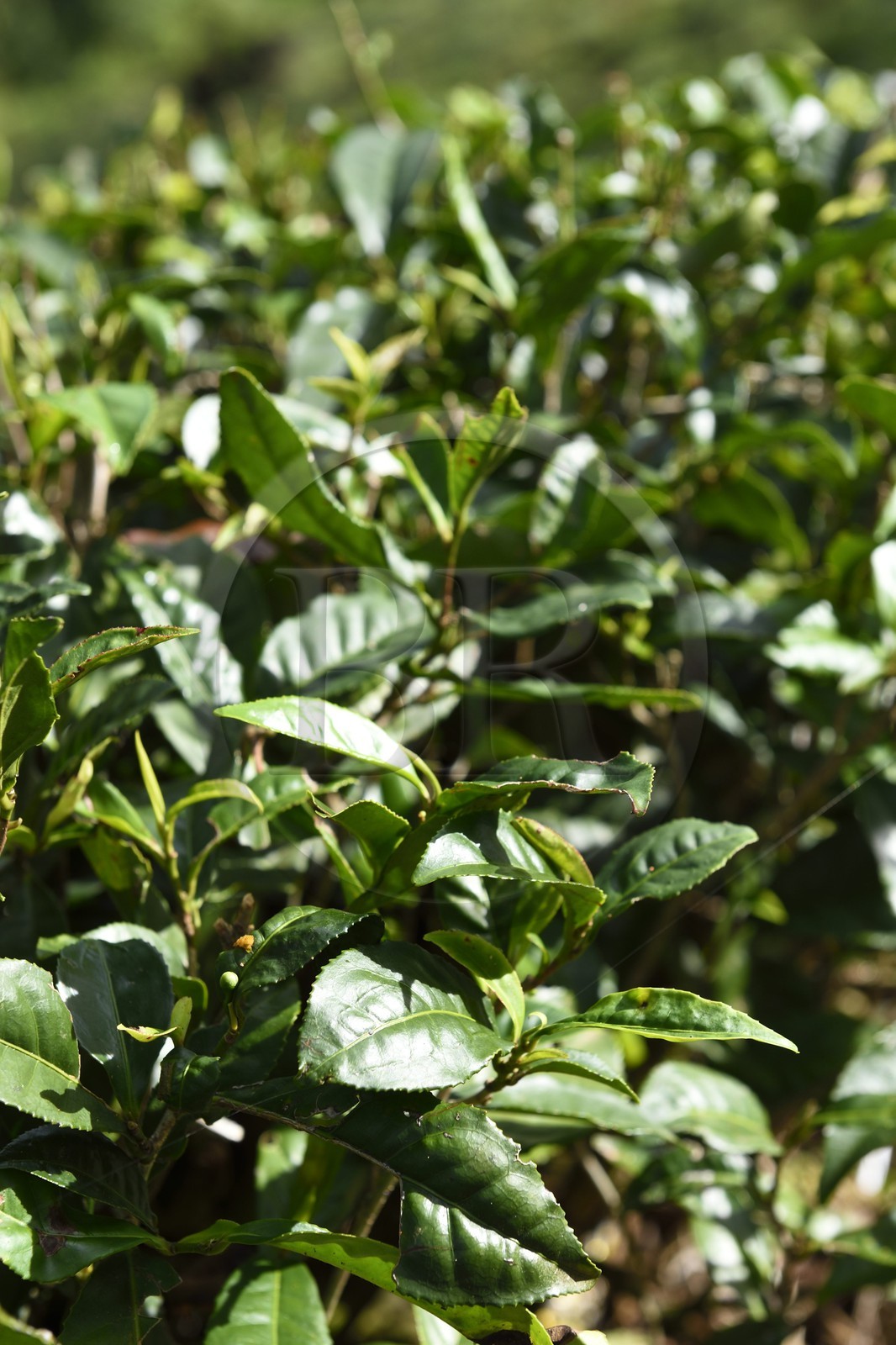 Sri Lanka, province du centre, Dalhousie, plantation de thé, feuille de thé