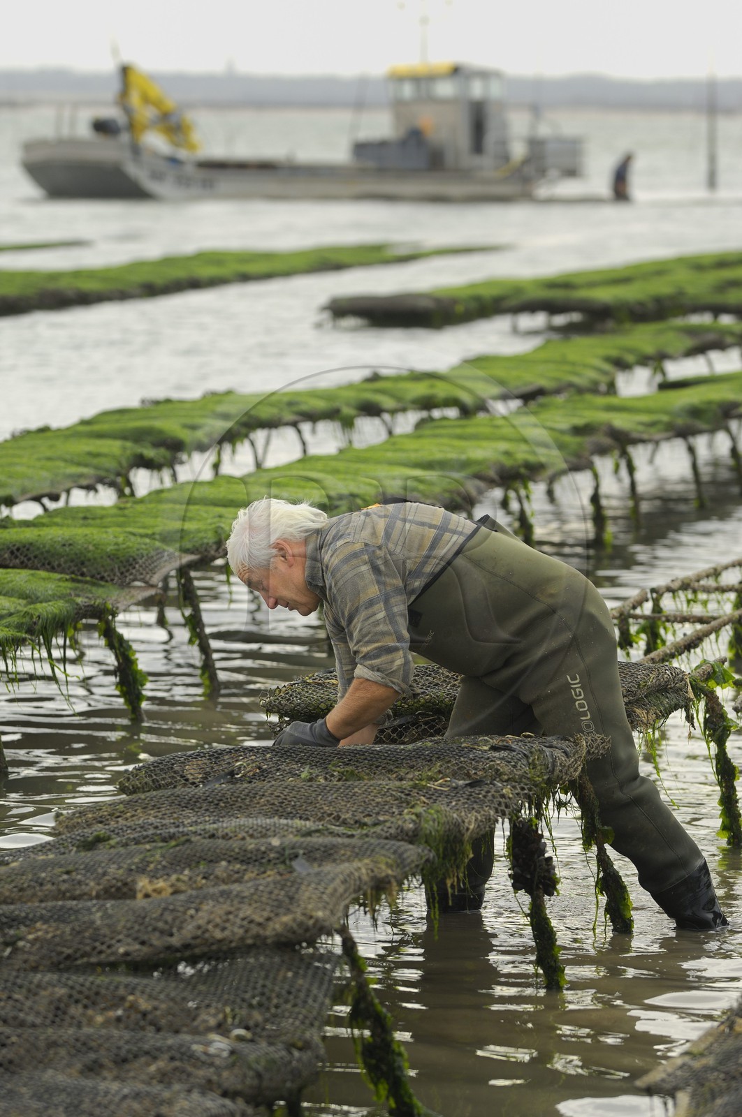 France, Charente-Maritime (17), le bassin Marrennes-Oléron au large de l'Ile d'Oléron, l'ostréiculteur André Massé dans un de ses parcs à huîtres