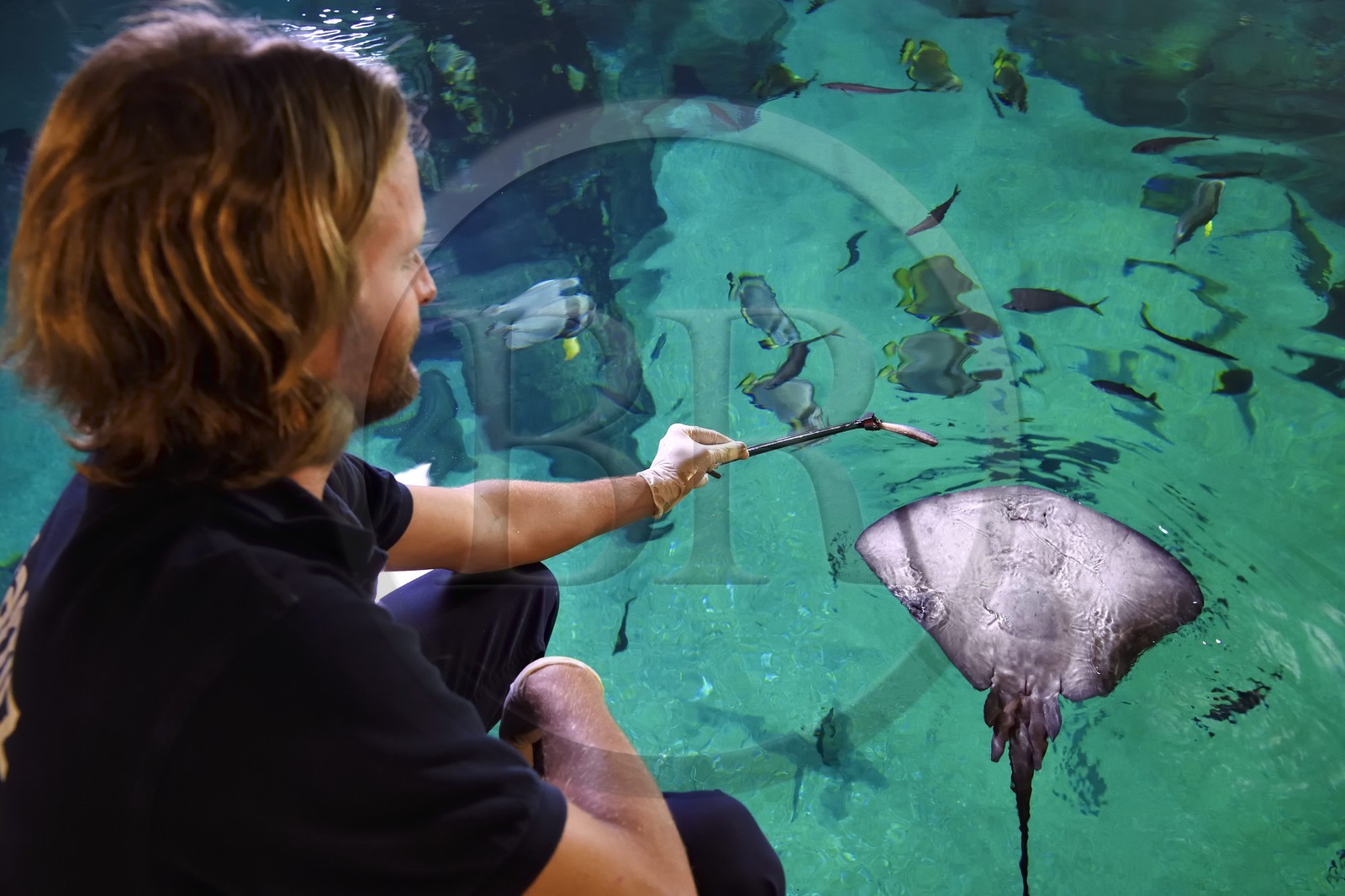 France, Pyrénées-Atlantiques (64), Pays-Basque, Biarritz, l'Aquarium - le Musée de la Mer, Jean Baptiste Nurenberg nourrissant une raie pastenague (Dasyatis pastinaca)