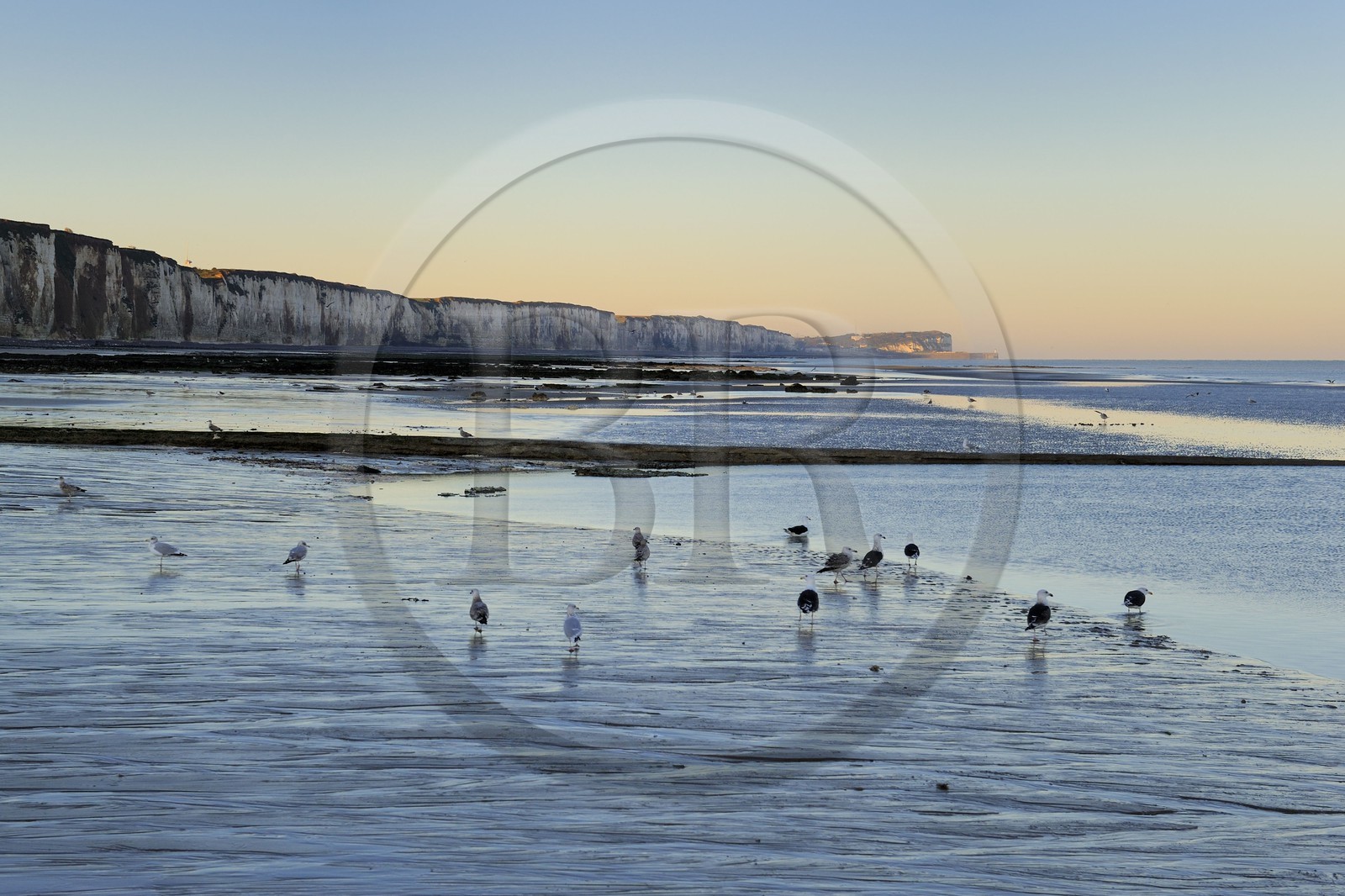 France, Seine-Maritime (76), Veules-les-Roses, goélands sur la plage et les falaises à l'aube