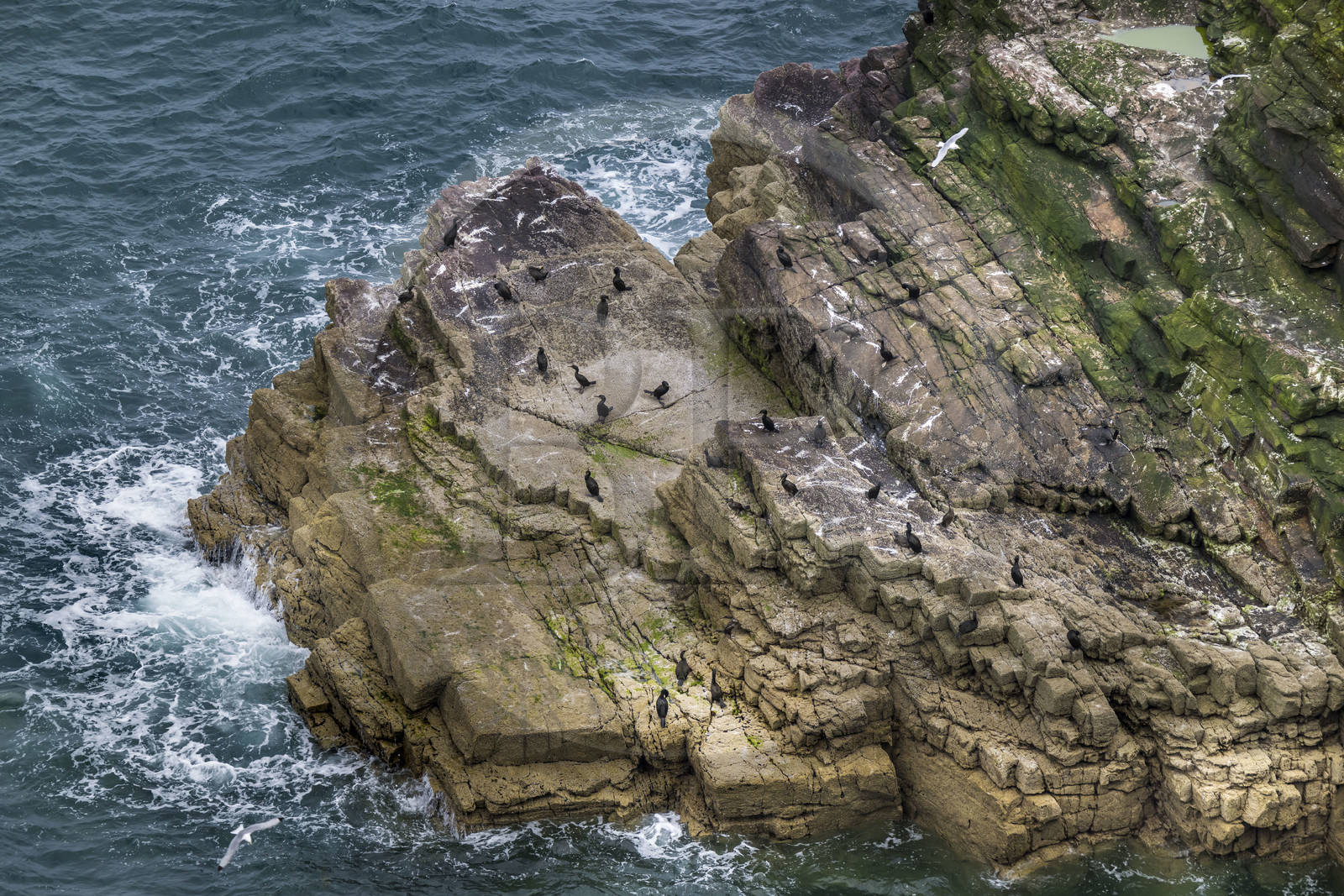 France, Côtes d'Armor (22), Grand Site de France Cap d'Erquy – Cap Fréhel, Plévenon, Cap Fréhel classé Natura 2000, rocher en grès de la Fauconnière où cohabitent des milliers d'oiseaux dont des cormorans