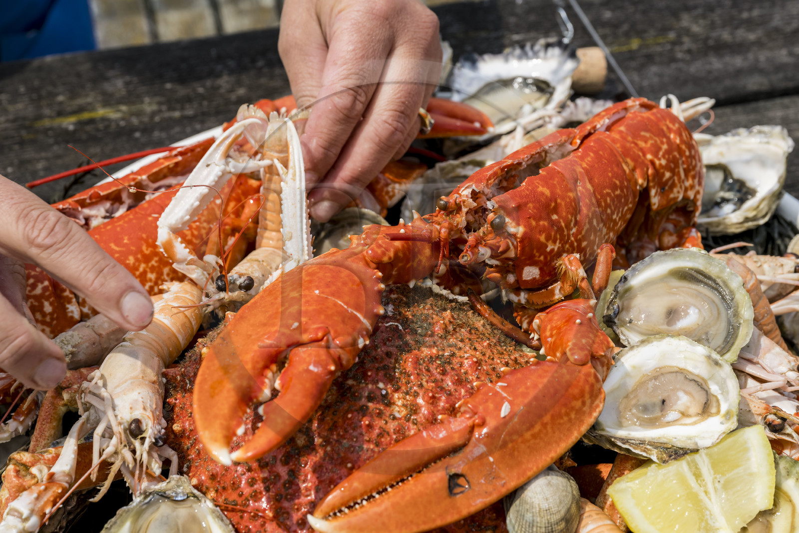 France, Finistère (29), Pays des Abers,  Lannilis, viviers et parc à huitres Prat-Ar-Coum, entreprise ostréicole de la famille d’Yvon Madec sur l'Aber Benoit, plateau de fruits de mer