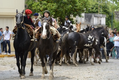 Argentine, province de Buenos Aires, San Antonio de Areco, fête du Jour de la Tradition (Dia de la Tradicion), très jeunes gauchos en devenir présentant leur troupeau de chevaux