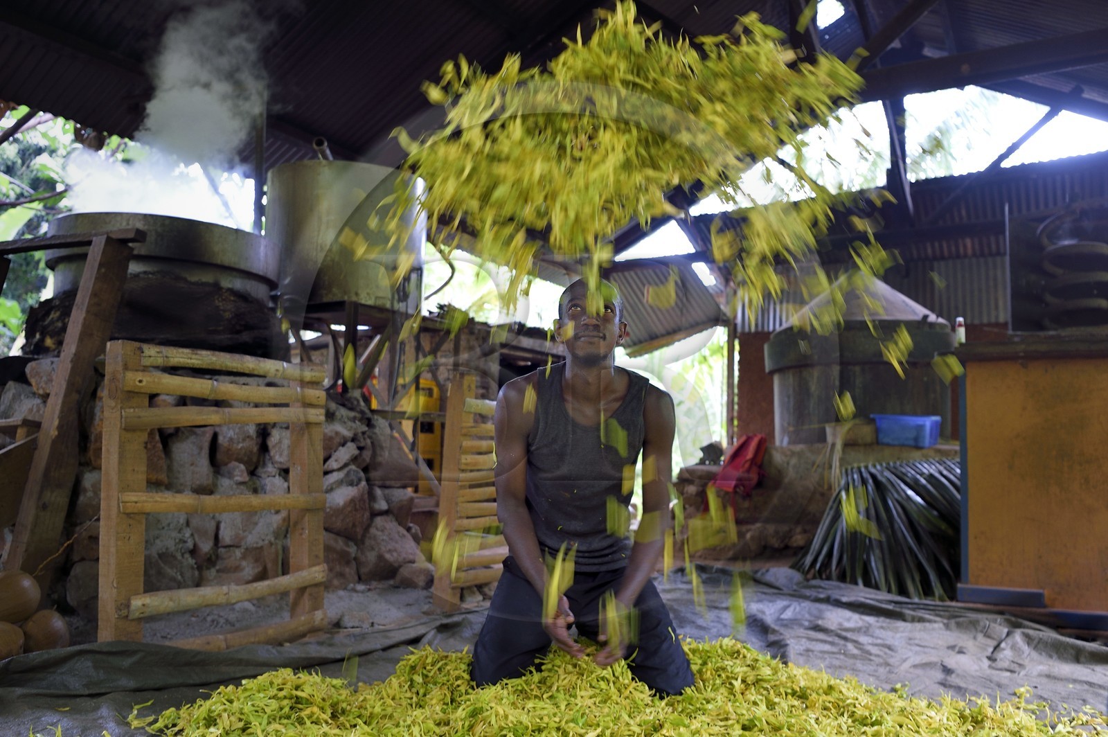 France, Ile de Mayotte, Grande-Terre, Ouangani, Aromaoré, distillation de l'huile essentielle à base de pétales de fleurs d'ylang ylang (Cananga odorata) en alambic artisanal