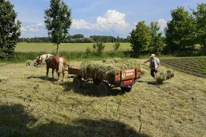 France, Bas Rhin, the Ried, Muttersholtz, farmer gathering hay