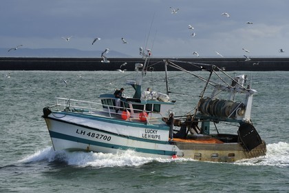 France, Seine Maritime, Le Havre, fishing boat returning to port followed by a flock of seagulls