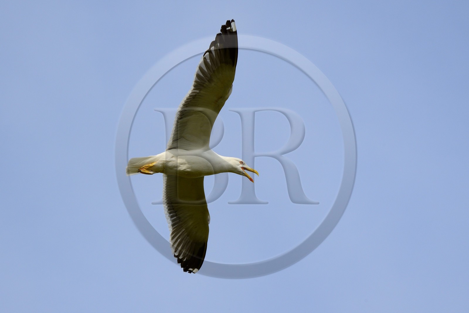France, Finistère (29), La Foret Fouesnant, archipel des Glénan, Ile de Penfret