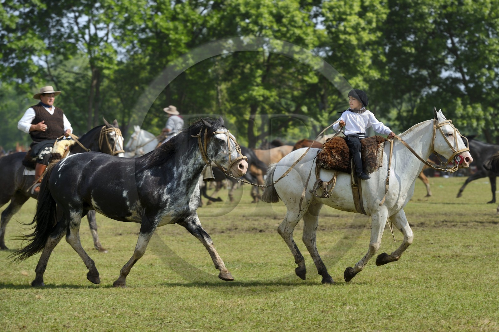 Argentine, province de Buenos Aires, San Antonio de Areco, fête du Jour de la Tradition (Dia de la Tradicion), figure appelée enchevêtrement de troupeaux (Entrevero de tropillas)