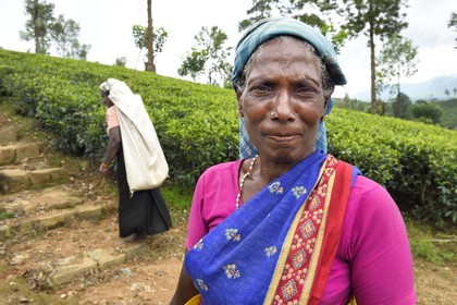 Sri Lanka, center province, Dalhousie, Tamil woman picking tea leaves in a tea plantation