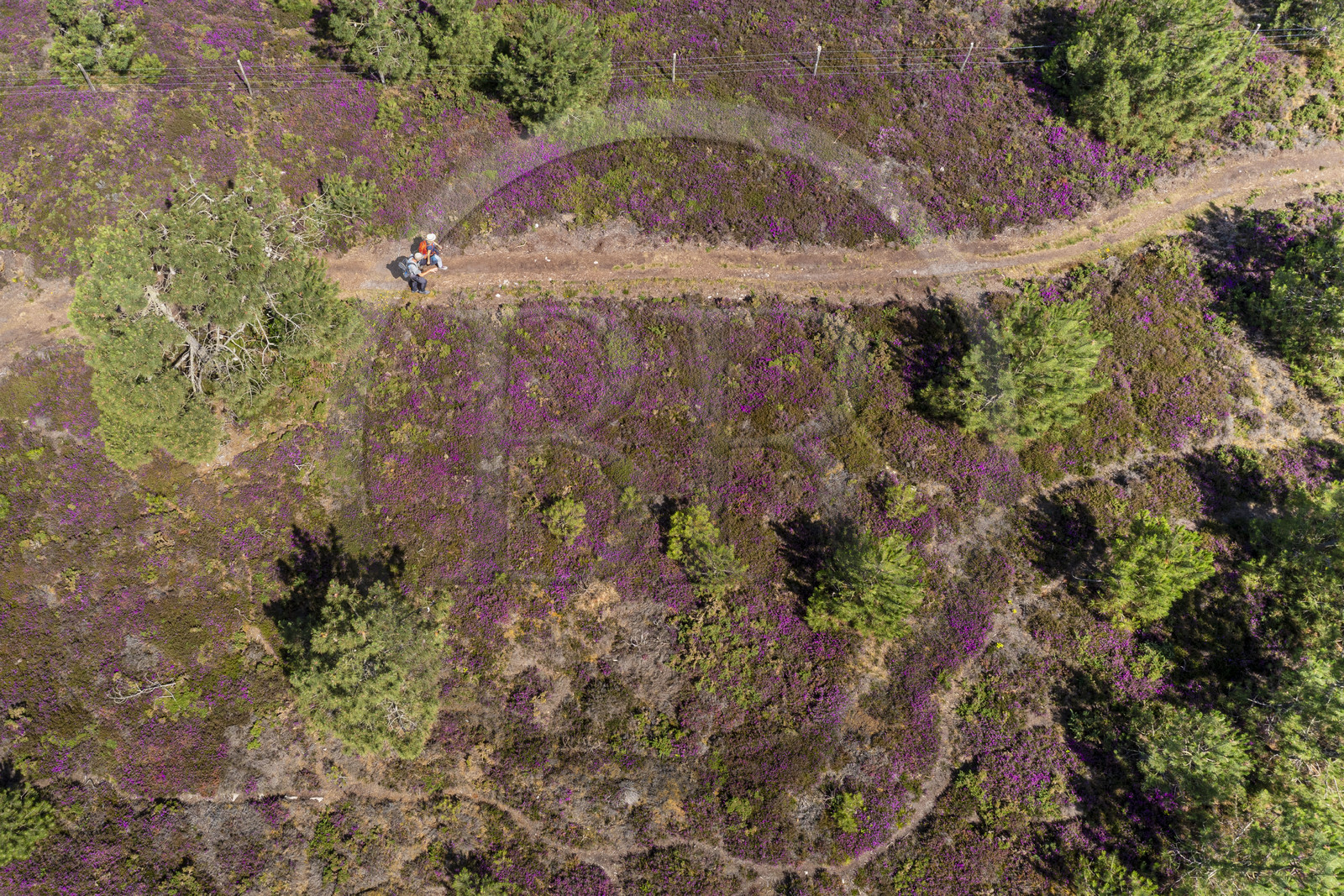 France, Côtes d'Armor (22), Grand Site de France Cap d'Erquy – Cap Fréhel, Fréhel, la bruyère cendrée est très présente dans la lande que traverse le chemin de Grande Randonnée GR34 (vue aérienne)