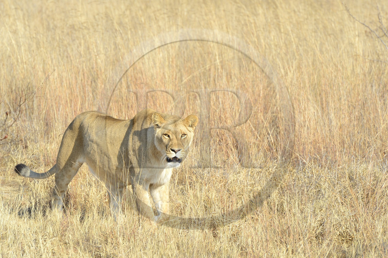 Zimbabwe, province des Midlands, Gweru, Antelope Park qui abrite ALERT (African Lion and Environmental Research Trust), Zone 2, une des quatre jeunes lionnes (panthera leo) qui sera relachée en clan dans un parc national pour le repeupler
