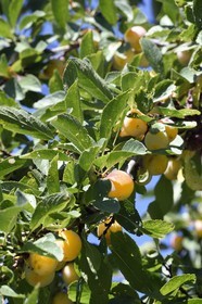 France, mirabelle plum tree , mirabelle plum