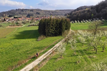 France, Meuse, Lorraine Regional Park, Cotes de Meuse, Saint Maurice sous les Cotes, rider passing in front of  mirabelliers (cherry-plum trees) in bloom (aerial view)