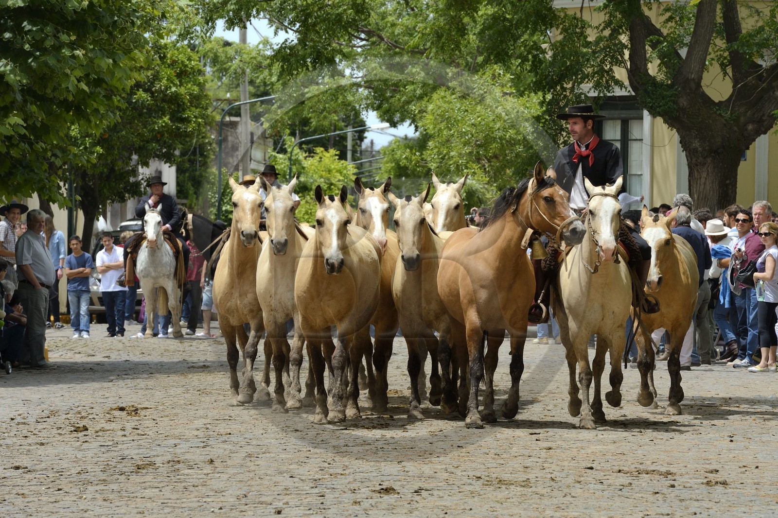 Argentine, province de Buenos Aires, San Antonio de Areco, fête du Jour de la Tradition (Dia de la Tradicion), gaucho présentant son troupeau de chevaux