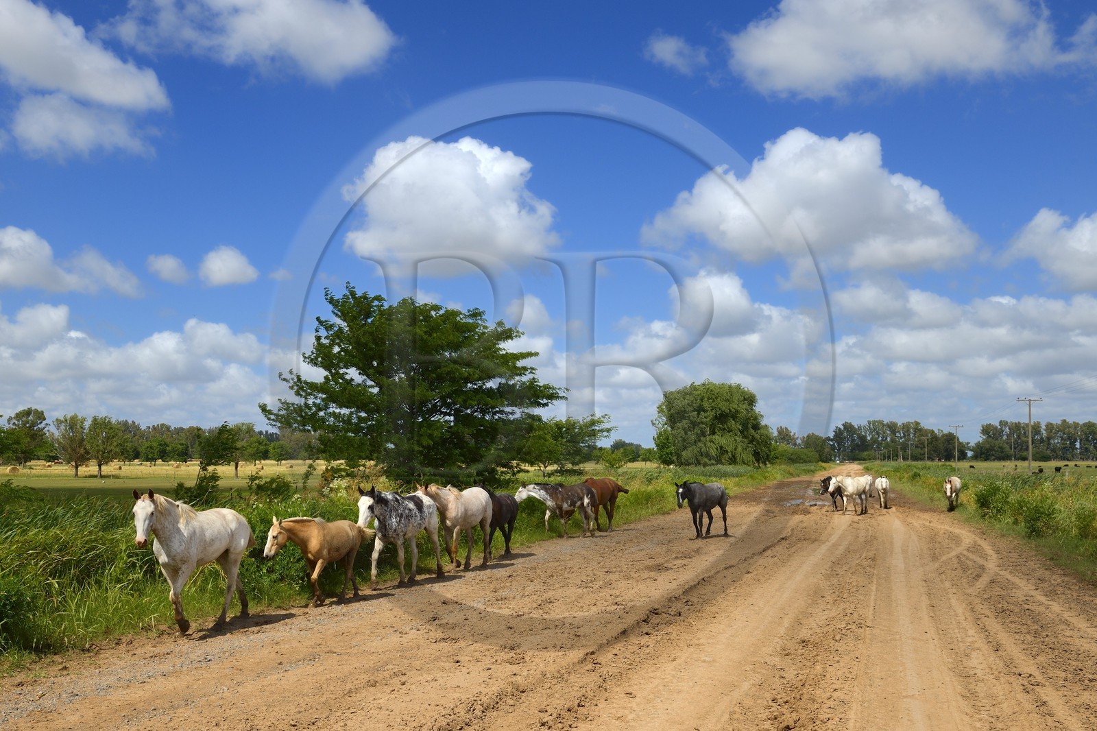 Argentine, province de Buenos Aires, troupeau de chevaux sur une piste vers San Antonio de Areco