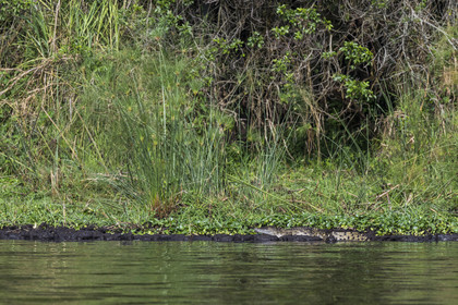Rwanda, Akagera National Park, Lake Ihema, young Nile crocodile (Crocodylus niloticus)