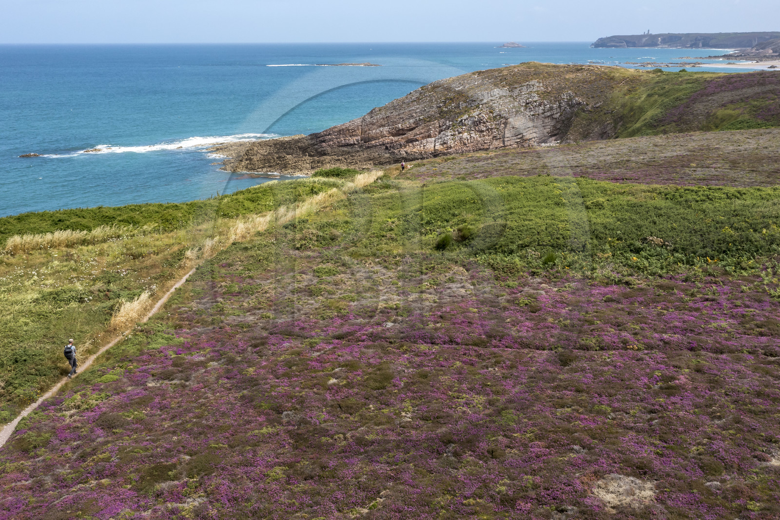 France, Côtes d'Armor (22), Grand Site de France Cap d'Erquy – Cap Fréhel, Fréhel, la bruyère cendrée est très présente dans la lande que traverse le chemin de Grande Randonnée GR34 et le phare du Cap Fréhel en arrière plan(vue aérienne)