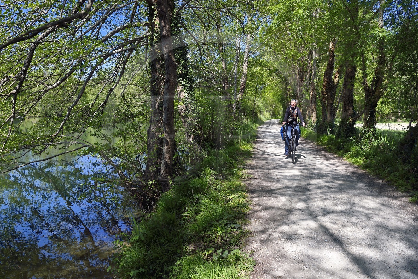 France, Charente (16), Saint-Yrieix-sur-Charente, cycliste sur la véloroute La Flow Vélo en bordure de la Charente vers l'écluse de Thouerat