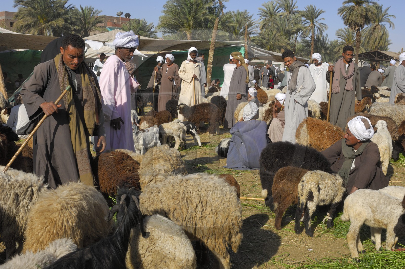 Egypte, Haute Egypte, Daraw au nord d'Assouan, marché aux animaux, vendeurs de moutons et de chèvres