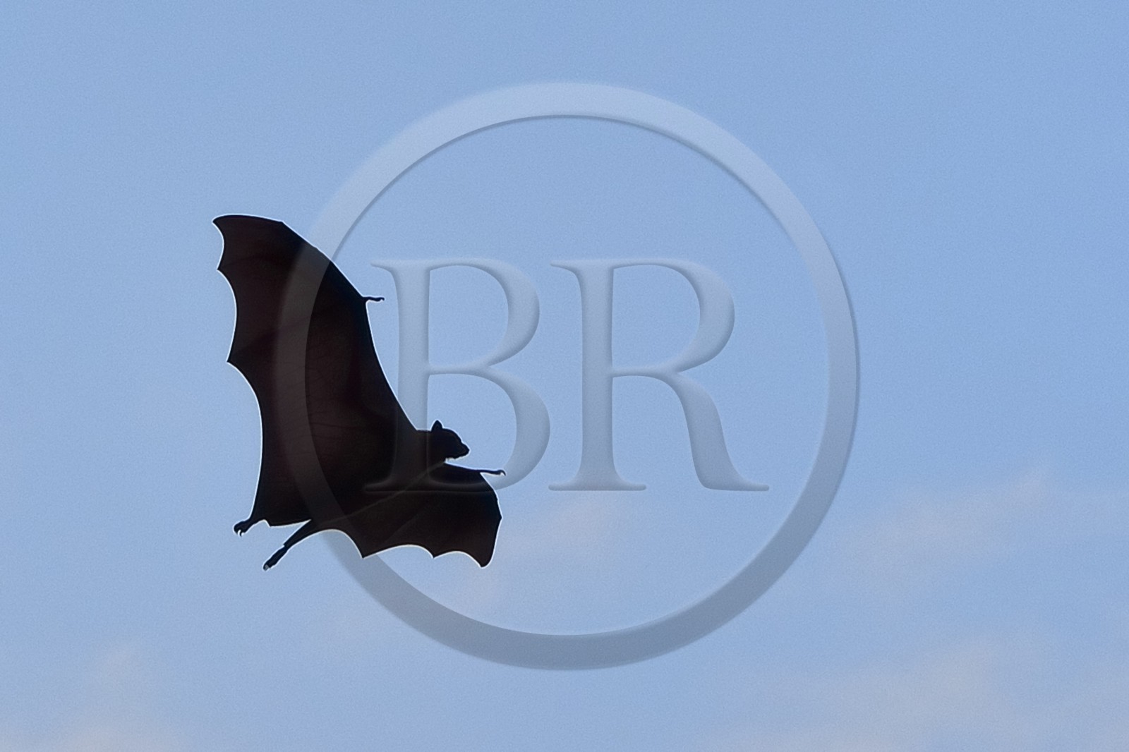 Sri Lanka, province du centre, Kandy, jardin botanique de Peradeniya, chauve souris