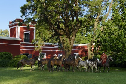 Argentina, Buenos Aires Province, San Antonio de Areco, gauchos and his herd of horses in front of the estancia La Bamba de Areco