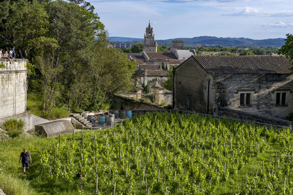 France, Vaucluse, Avignon, the vineyard of the Clos du Palais des Papes