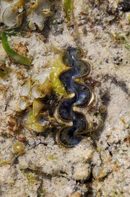 Tanzania, Zanzibar Archipelago, Unguja island (Zanzibar), southeast coast, Bwejuu, shell on the coral reef at low tide