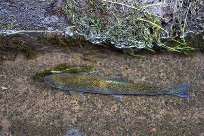 Portugal, Madeira Island, hike in the forest of Rabaçal by the levada do Alecrim, rainbow trout were introduced in the levadas in the 1950s