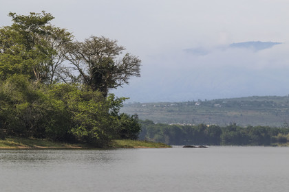 Rwanda, Akagera National Park, Lake Ihema, Hippopotamus (Hippopotamus amphibius) by the lake