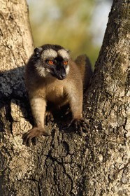 France, Mayotte island (French overseas department), Grande-Terre, Kani-Keli, the Maore Garden at N’Gouja beach, tawny lemur (Eulemur fulvus mayottensis) also called maki