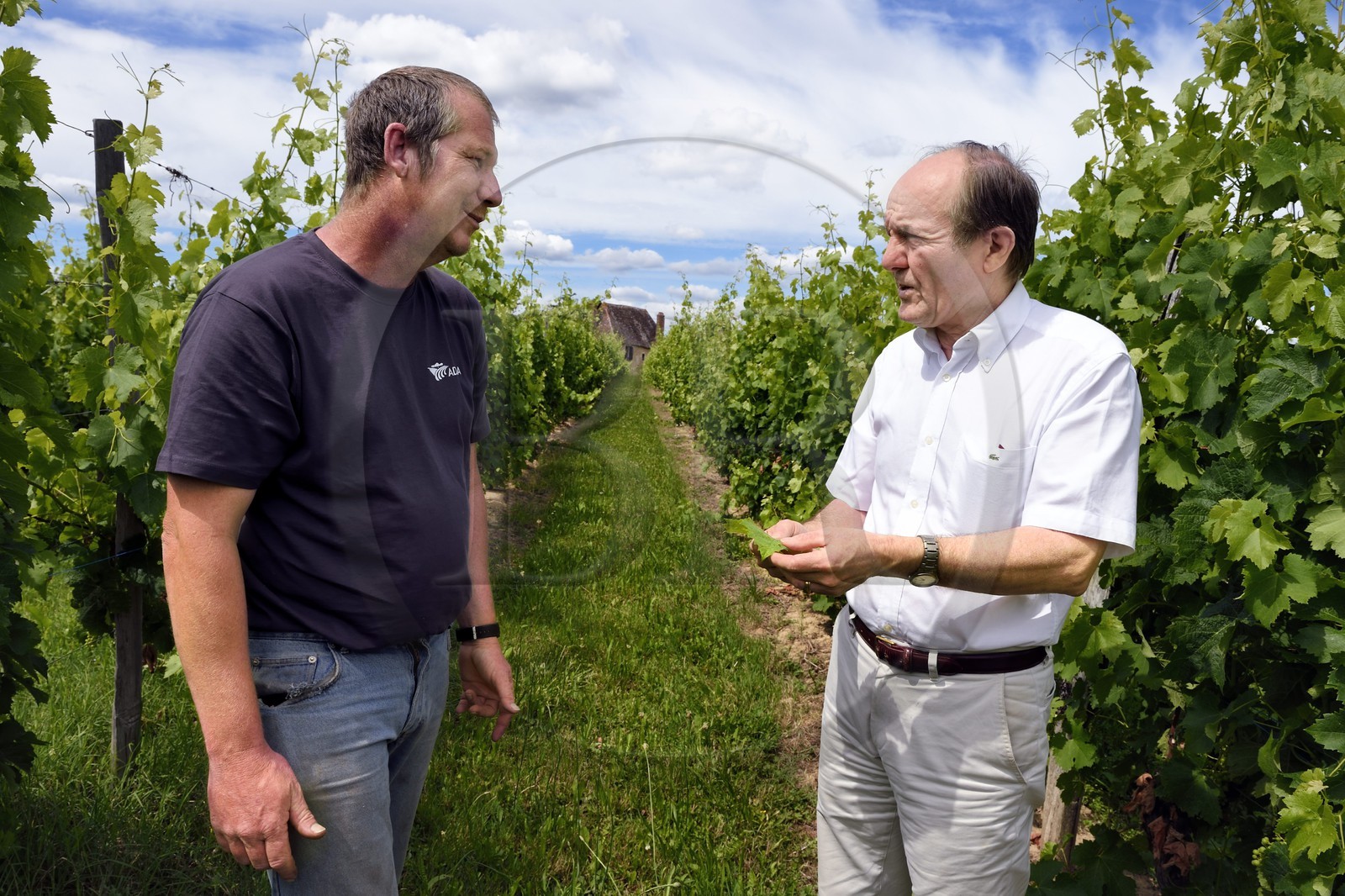 France, Dordogne (24), Creysse vers Bergerac, vignoble de Pécharmant, chateau de Tiregand, Francois-Xavier de Saint-Exupéry proprétaire et viticulteur dans ses vignes