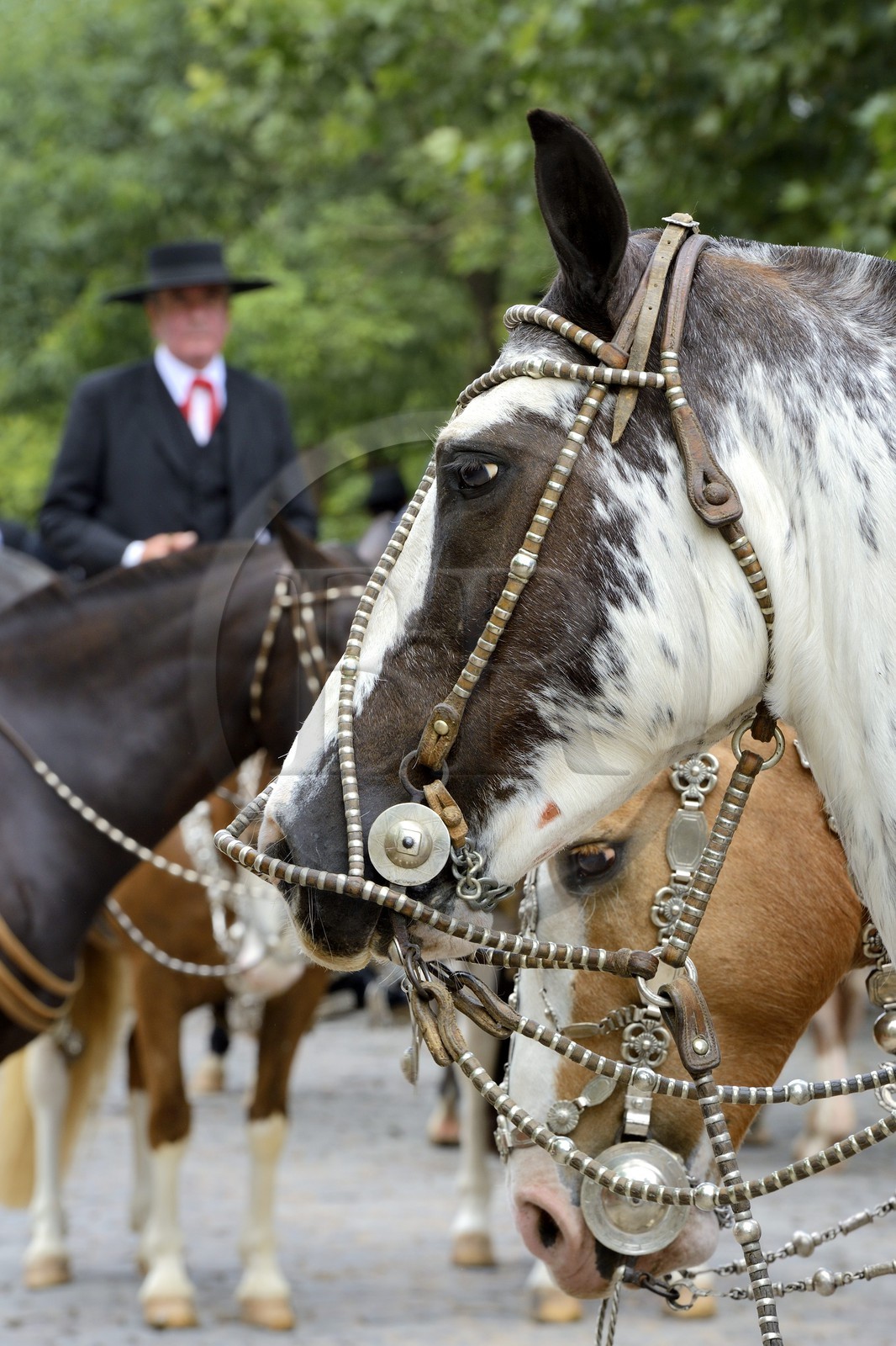 Argentine, province de Buenos Aires, San Antonio de Areco, fête du Jour de la Tradition (Dia de la Tradicion), travail d'orfèvre sur un harnais en argent utilisé lors de grandes occasions par un     estanciero (gaucho propriétaire d'un ranch)