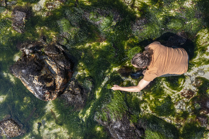 France, Finistère, Pays Bigouden (Bigouden country), Bay of Audierne, Plozevet, Lenny Gouedic co-creator of Begood Alg, harvesting wild edible algae on foot on the beach at low tide (aerial view)