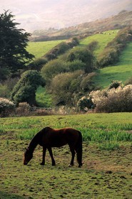 France, Manche, Cotentin, Cap de la Hague, horse in a field