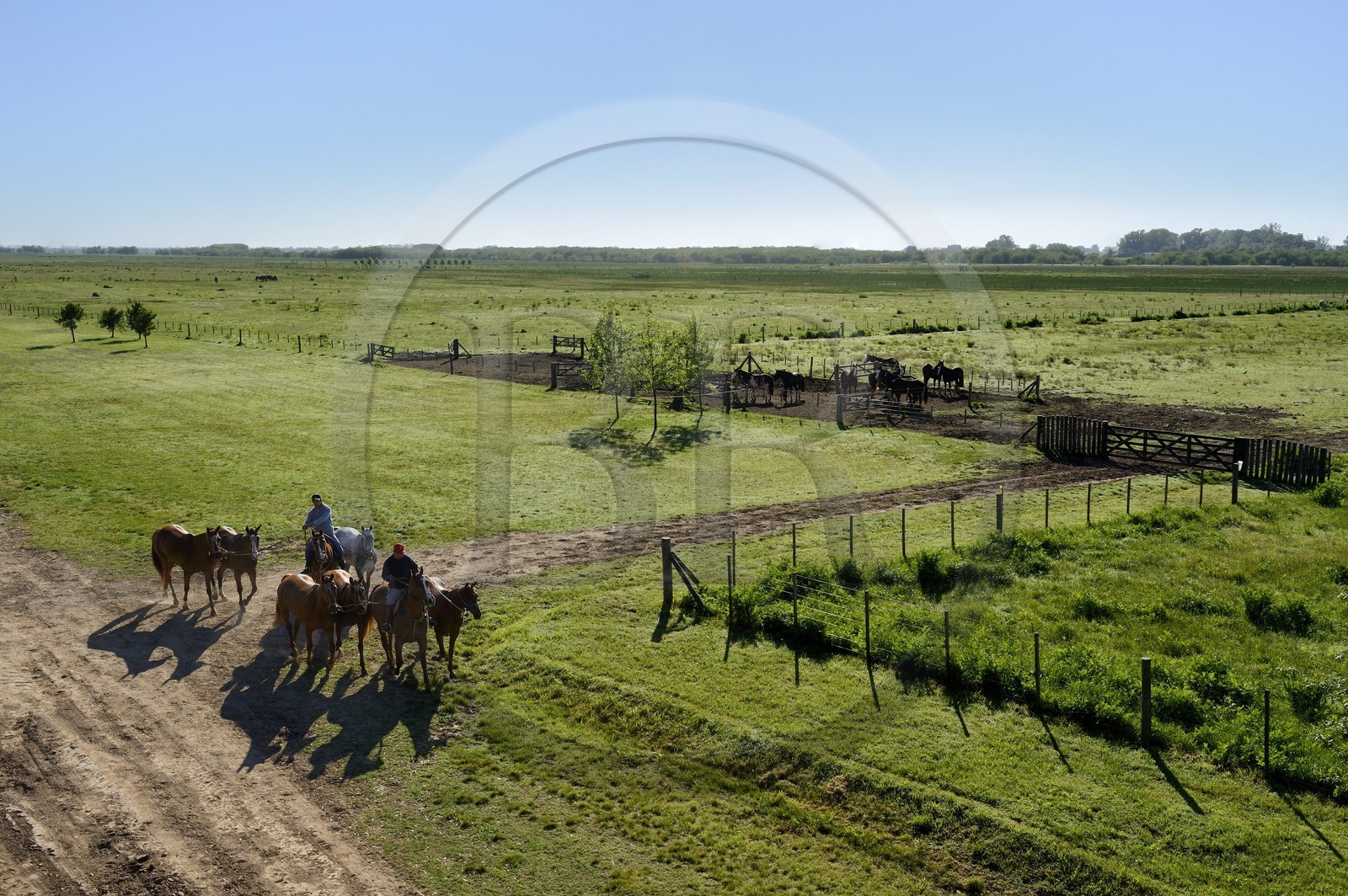 Argentine, province de Buenos Aires, San Antonio de Areco, estancia La Bamba de Areco, retour à l'étable des chevaux utilisés pour le polo
