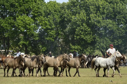 Argentine, province de Buenos Aires, San Antonio de Areco, fête du Jour de la Tradition (Dia de la Tradicion), figure appelée enchevêtrement de troupeaux (Entrevero de tropillas)