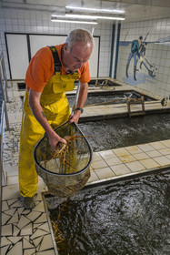 France, Finistère (29), Pays des Abers,  Lannilis, viviers et parc à huitres Prat-Ar-Coum, entreprise ostréicole de la famille d’Yvon Madec sur l'Aber Benoit, langouste rouge royale (Palinurus elephas)